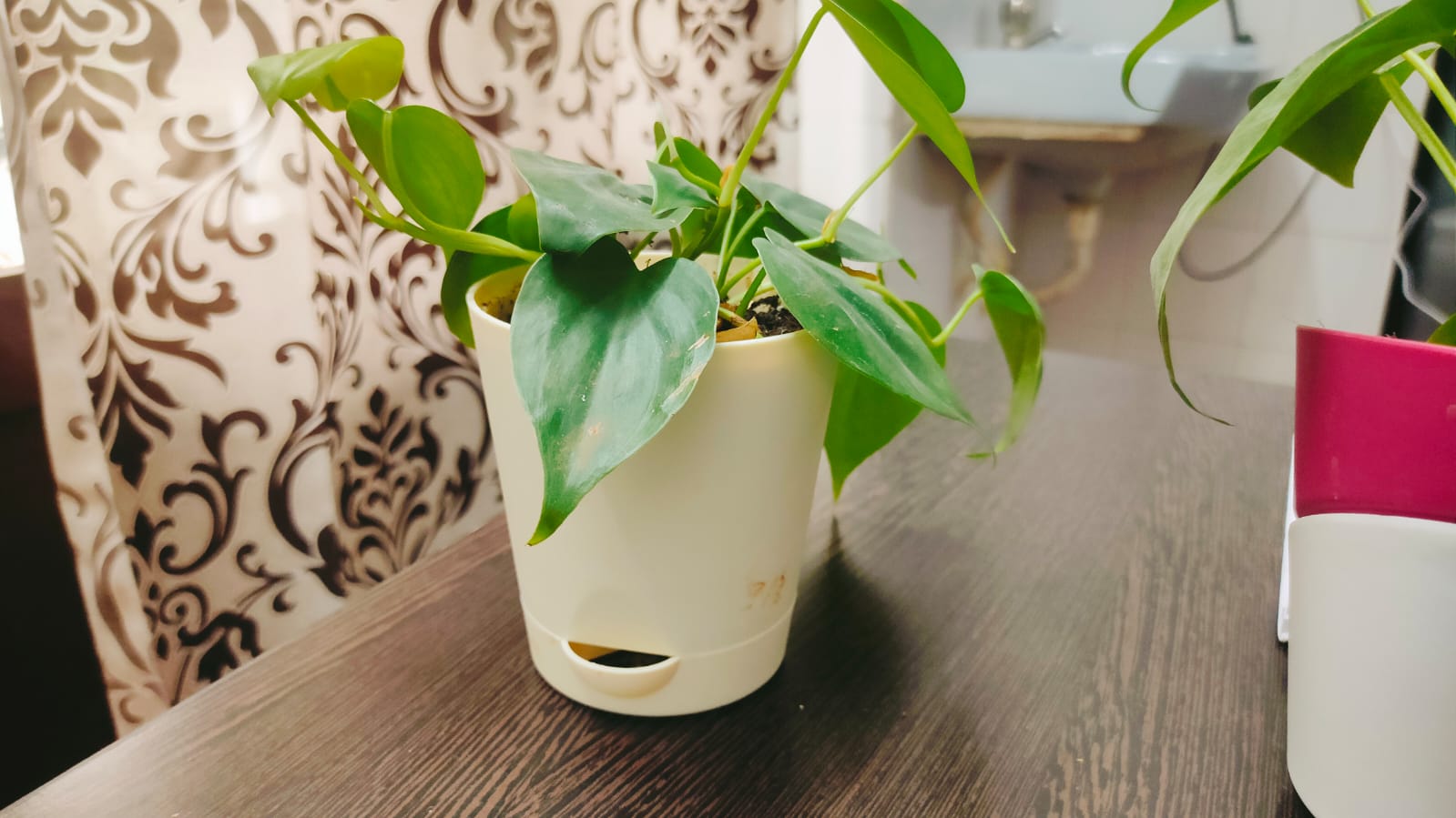 Flower Pot